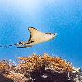 Ocellated eagle ray (Aetobatus ocellatus), photo taken in Indonesia, East Nusa Tenggara, West Manggarai Regency, Manta Point