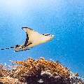 Ocellated eagle ray (Aetobatus ocellatus), photo taken in Indonesia, East Nusa Tenggara, West Manggarai Regency, Manta Point