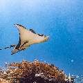 Ocellated eagle ray (Aetobatus ocellatus), photo taken in Indonesia, East Nusa Tenggara, West Manggarai Regency, Manta Point