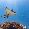 Ocellated eagle ray (Aetobatus ocellatus), photo taken in Indonesia, East Nusa Tenggara, West Manggarai Regency, Manta Point