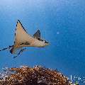 Ocellated eagle ray (Aetobatus ocellatus), photo taken in Indonesia, East Nusa Tenggara, West Manggarai Regency, Manta Point