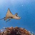 Ocellated eagle ray (Aetobatus ocellatus), photo taken in Indonesia, East Nusa Tenggara, West Manggarai Regency, Manta Point