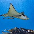 Ocellated eagle ray (Aetobatus ocellatus), photo taken in Indonesia, East Nusa Tenggara, West Manggarai Regency, Manta Point
