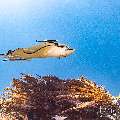 Ocellated eagle ray (Aetobatus ocellatus), photo taken in Indonesia, East Nusa Tenggara, West Manggarai Regency, Manta Point