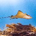 Ocellated eagle ray (Aetobatus ocellatus), photo taken in Indonesia, East Nusa Tenggara, West Manggarai Regency, Manta Point