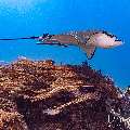 Ocellated eagle ray (Aetobatus ocellatus), photo taken in Indonesia, East Nusa Tenggara, West Manggarai Regency, Manta Point