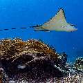 Ocellated eagle ray (Aetobatus ocellatus), photo taken in Indonesia, East Nusa Tenggara, West Manggarai Regency, Manta Point