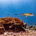 Ocellated eagle ray (Aetobatus ocellatus), photo taken in Indonesia, East Nusa Tenggara, West Manggarai Regency, Manta Point