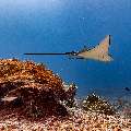 Ocellated eagle ray (Aetobatus ocellatus), photo taken in Indonesia, East Nusa Tenggara, West Manggarai Regency, Manta Point