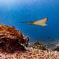 Ocellated eagle ray (Aetobatus ocellatus), photo taken in Indonesia, East Nusa Tenggara, West Manggarai Regency, Manta Point