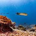 Ocellated eagle ray (Aetobatus ocellatus), photo taken in Indonesia, East Nusa Tenggara, West Manggarai Regency, Manta Point