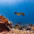Ocellated eagle ray (Aetobatus ocellatus), photo taken in Indonesia, East Nusa Tenggara, West Manggarai Regency, Manta Point