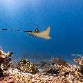 Ocellated eagle ray (Aetobatus ocellatus), photo taken in Indonesia, East Nusa Tenggara, West Manggarai Regency, Manta Point