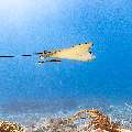 Ocellated eagle ray (Aetobatus ocellatus), photo taken in Indonesia, East Nusa Tenggara, West Manggarai Regency, Manta Point
