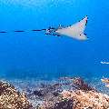 Ocellated eagle ray (Aetobatus ocellatus), photo taken in Indonesia, East Nusa Tenggara, West Manggarai Regency, Manta Point