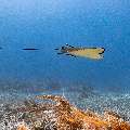 Ocellated eagle ray (Aetobatus ocellatus), photo taken in Indonesia, East Nusa Tenggara, West Manggarai Regency, Manta Point