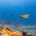 Ocellated eagle ray (Aetobatus ocellatus), photo taken in Indonesia, East Nusa Tenggara, West Manggarai Regency, Manta Point