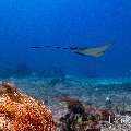Ocellated eagle ray (Aetobatus ocellatus), photo taken in Indonesia, East Nusa Tenggara, West Manggarai Regency, Manta Point