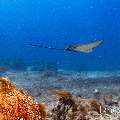 Ocellated eagle ray (Aetobatus ocellatus), photo taken in Indonesia, East Nusa Tenggara, West Manggarai Regency, Manta Point