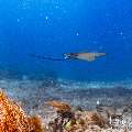 Ocellated eagle ray (Aetobatus ocellatus), photo taken in Indonesia, East Nusa Tenggara, West Manggarai Regency, Manta Point