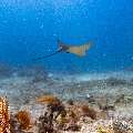 Ocellated eagle ray (Aetobatus ocellatus), photo taken in Indonesia, East Nusa Tenggara, West Manggarai Regency, Manta Point