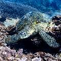 Green Sea Turtle (Chelonia mydas), photo taken in Indonesia, East Nusa Tenggara, West Manggarai Regency, Siaba Kecil