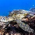Green Sea Turtle (Chelonia mydas), photo taken in Indonesia, East Nusa Tenggara, West Manggarai Regency, Siaba Kecil