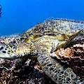 Green Sea Turtle (Chelonia mydas), photo taken in Indonesia, East Nusa Tenggara, West Manggarai Regency, Siaba Kecil