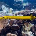 Chinese Trumpetfish (Aulostomus chinensis), photo taken in Indonesia, East Nusa Tenggara, West Manggarai Regency, Siaba Kecil
