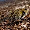 White-Spotted Puffer (Arothron hispidus), photo taken in Indonesia, East Nusa Tenggara, West Manggarai Regency, Siaba Kecil
