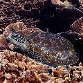 Green Sea Turtle (Chelonia mydas), photo taken in Indonesia, East Nusa Tenggara, West Manggarai Regency, Siaba Kecil