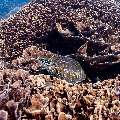 Green Sea Turtle (Chelonia mydas), photo taken in Indonesia, East Nusa Tenggara, West Manggarai Regency, Siaba Kecil