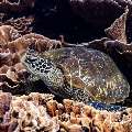 Green Sea Turtle (Chelonia mydas), photo taken in Indonesia, East Nusa Tenggara, West Manggarai Regency, Siaba Kecil