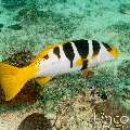 Blacksaddled Coralgrouper (Plectropomus laevis), photo taken in Maldives, Male Atoll, South Male Atoll, Vah Giri