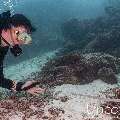 Bluespotted Cornetfish (Fistularia commersonii), photo taken in Maldives, Male Atoll, South Male Atoll, Vah Giri
