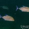 Bluefin Trevally (Caranx melampygus), photo taken in Maldives, Male Atoll, South Male Atoll, Vah Giri