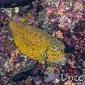 Yellow Boxfish (Ostracion cubicus), photo taken in Maldives, Male Atoll, South Male Atoll, Vah Giri