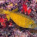 Yellow Boxfish (Ostracion cubicus), photo taken in Maldives, Male Atoll, South Male Atoll, Vah Giri