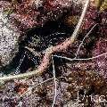 Painted spiny lobster (Panulirus versicolor), photo taken in Maldives, Male Atoll, South Male Atoll, Vah Giri