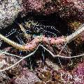 Painted spiny lobster (Panulirus versicolor), photo taken in Maldives, Male Atoll, South Male Atoll, Vah Giri