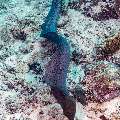 Giant Moray (Gymnothorax javanicus), photo taken in Maldives, Male Atoll, South Male Atoll, Villivara Giri