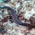 Giant Moray (Gymnothorax javanicus), photo taken in Maldives, Male Atoll, South Male Atoll, Villivara Giri