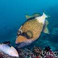 Titan Triggerfish (Balistoides viridescens), photo taken in Maldives, Male Atoll, South Male Atoll, Villivara Giri