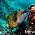 Titan Triggerfish (Balistoides viridescens), photo taken in Maldives, Male Atoll, South Male Atoll, Villivara Giri