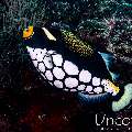 Clown triggerfish (Balistoides conspicillum), photo taken in Maldives, Male Atoll, South Male Atoll, Villivara Giri