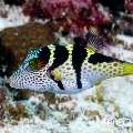 Black-Saddled Toby (Canthigaster valentini), photo taken in Maldives, Male Atoll, South Male Atoll, Villivara Giri