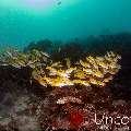 Bluestripe Snapper (Lutjanus kasmira), photo taken in Maldives, Male Atoll, South Male Atoll, Villivara Giri