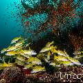 Bluestripe Snapper (Lutjanus kasmira), photo taken in Maldives, Male Atoll, South Male Atoll, Villivara Giri
