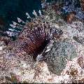 Devil Firefish (Pterois miles), photo taken in Maldives, Male Atoll, South Male Atoll, Villivara Giri