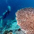 , photo taken in Maldives, Male Atoll, South Male Atoll, Villivara Giri